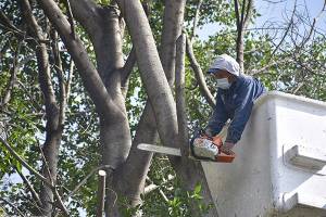 Serán seis árboles derribados por riesgo en el centro histórico de Puebla