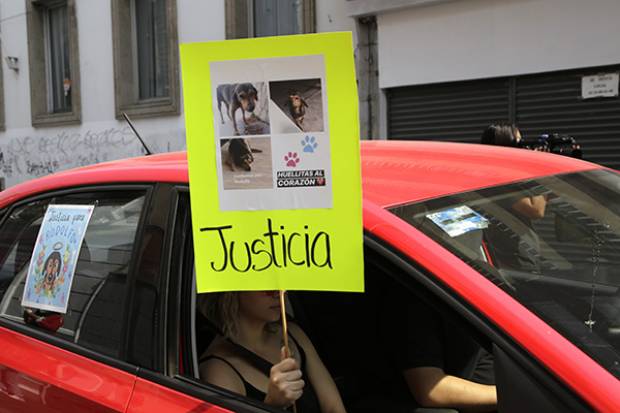 Reportes por maltrato y peleas de animales aumentan 45% en la capital de Puebla