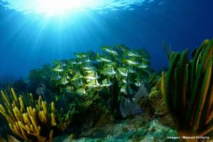 Académica de la BUAP colabora en proyecto de corredor arrecifal en el Golfo de México