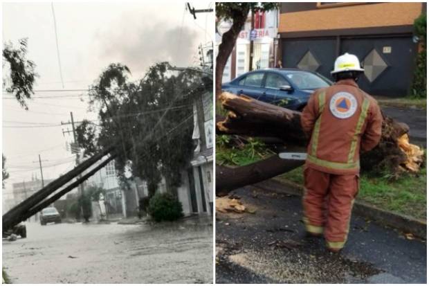 Cayeron árboles tras la lluvia en la ciudad de Puebla
