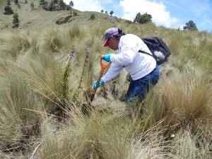 Agua de Puebla contribuye a la recarga de mantos acuíferos con acciones en la zona del Izta-Popo