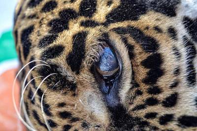 Aseguran en Puebla a mil 315 animales exóticos