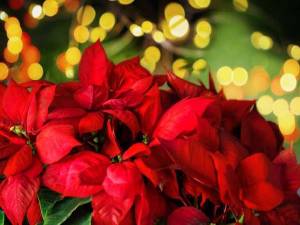 10 cosas que desconocías de la flor de Nochebuena