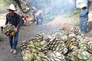 FOTOS: Así es la Ruta Agroturística de Mezcal de Puebla
