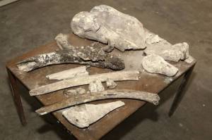 Encuentran restos de mamut y otros animales en San Francisco Totimehuacán