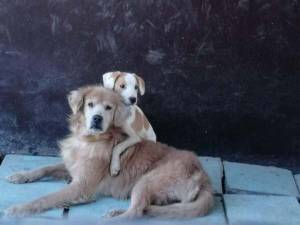 A la fecha han muerto siete de los perros rescatados en una casa de Bosques de San Sebastián