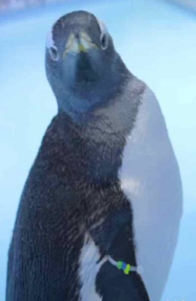 Alex, el primer pingüino nacido en la Ciudad de México