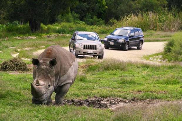 Africam Safari impulsa programa de preservación del rinoceronte africano en Puebla