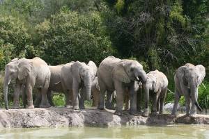 Africam Safari anuncia suspensión de actividades ante emergencia por COVID-19