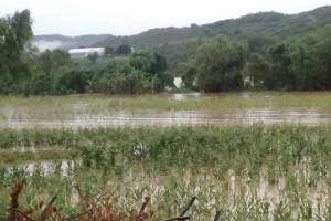 Unas 350 hectáreas de cultivo dañadas por desbordamiento de río Mixteco
