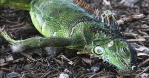 Alertan posible “lluvia” de iguanas en Florida
