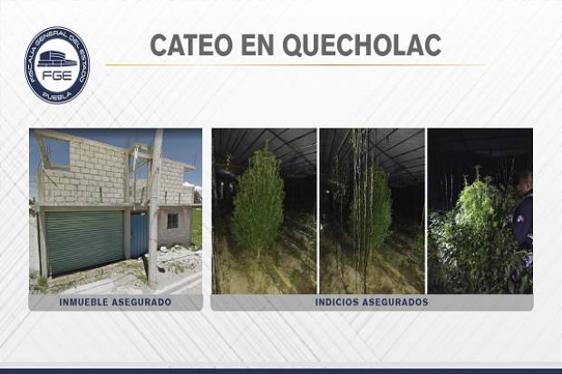 Fiscalía localizó inmueble con arbustos de marihuana en Quecholac