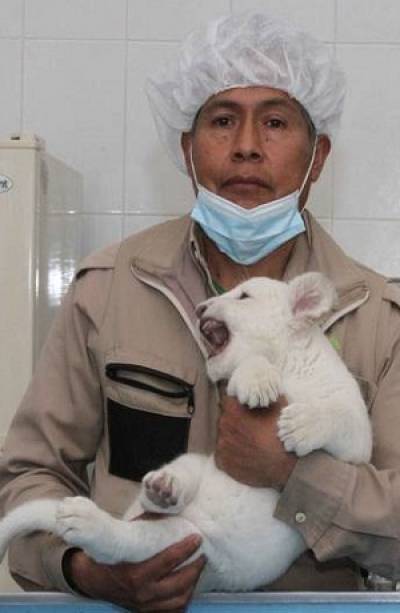 Nació cuarto león blanco en el zoológico de Tlaxcala