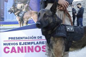 Policía Municipal de Puebla cuenta con 10 nuevos ejemplares caninos