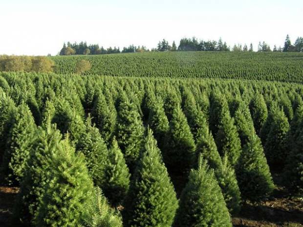 Productores poblanos buscan colocar 15 mil de árboles de navidad en esta temporada