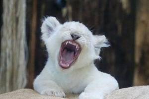 Murió Xonotli, león blanco que nació en cautiverio en zoológico de Tlaxcala