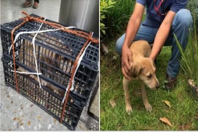 Abandonó a su perro en la CAPU; no lo dejaron viajar con él y ahora está en adopción