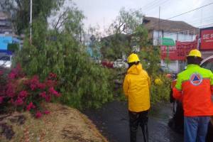 Árboles caídos dejaron lluvia y viento en Puebla