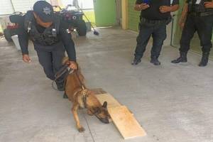 Intentan meter celulares en trozos de madera al Cereso de Tepexi; oficial canino lo impide