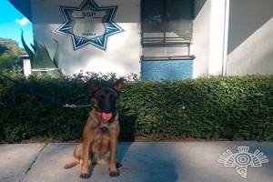 Binomio canino detecta envoltorios con droga en el penal de Puebla