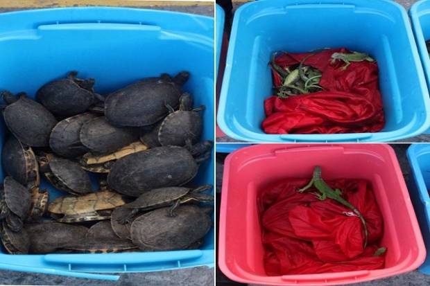 Ubicaron 140 iguanas y 30 tortugas al interior de maletas en la CAPU
