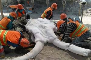 60 mamuts y 8 mil huesos, el importante hallazgo en Santa Lucía