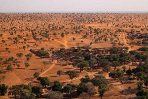 No es broma: hallan 1,800 millones de árboles en el desierto del Sahara