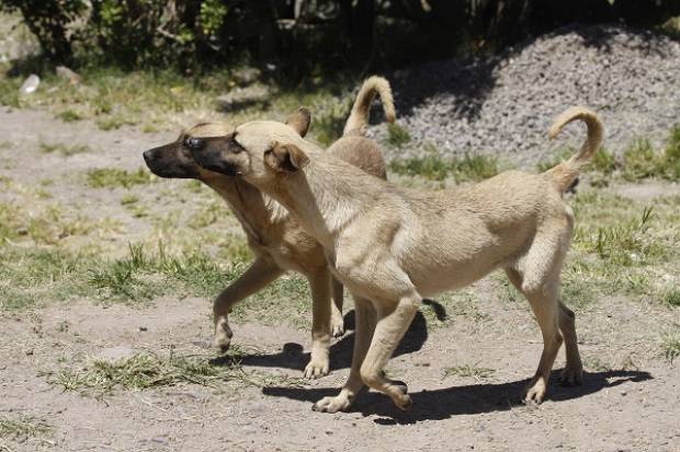 Hombre muere atacado por una jauría de perros en Teziutlán