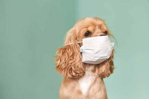 Coronavirus: ¿las mascotas pueden infectarse?