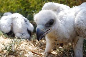 Nacen dos crías de águila real en Africam Safari