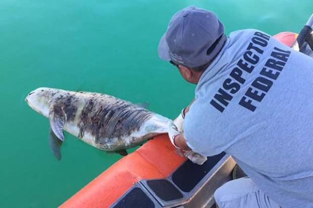 Gobierno de AMLO no ha hecho nada para proteger la vaquita marina, acusan