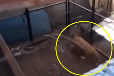 VIDEO: Captan a cachorro de león en vivienda de la colonia Balcones del Sur