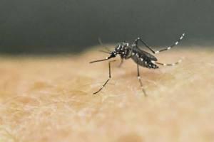 Dengue severo, otra amenaza para mexicanos