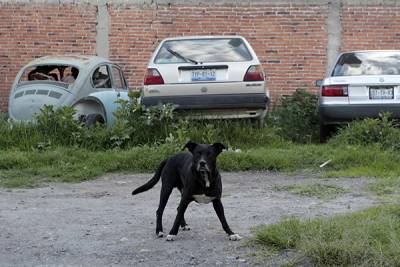 Cada tres días se presenta un reporte por maltrato animal en la capital poblana