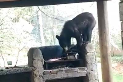 Oso robó carne asada a familia en Nuevo León