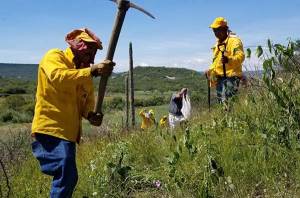 Medio Ambiente cumple meta de plantar 257 mil árboles en 58 municipios de Puebla