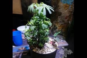 Binomio canino localiza planta de marihuana en el Cereso de Puebla