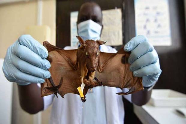 OMS alerta en África por virus de murciélago que causa grave enfermedad