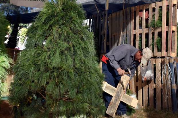 Lleva a reciclar tu árbol de Navidad y consigue pases para Africam Safari