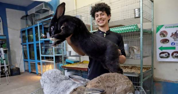Universitario cría conejos gigantes en Puebla