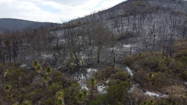 Incendio consumió 200 hectáreas forestales en Tlacotepec de Benito Juárez