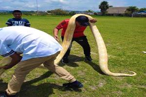 Vecinos de San Baltazar Tetela localizaron una serpiente pitón
