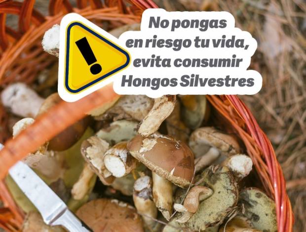 Secretaría de Salud alerta sobre riesgos de consumir hongos venenosos