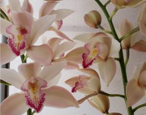 Profepa recupera orquídeas silvestres extraídas en Puebla y tres estados más