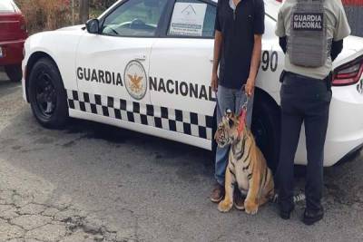 Decomisan 391 animales exóticos en Puebla: FGR y GN