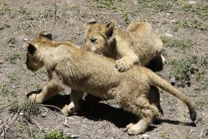 Africam Safari anuncia el nacimiento de tres crías de león
