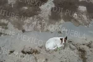 VIDEO: Otro perro cae al socavón de Juan C. Bonilla; PC Estatal recorre la zona sin hallarlo
