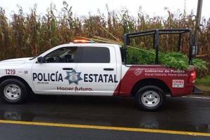 Policía Estatal de Puebla asegura plantas de marihuana en Chignautla