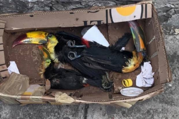 Hallan restos de tucanes dentro de una caja en Puebla