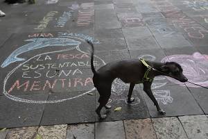 Maltrato animal: denuncias aumentan 36% en Puebla capital